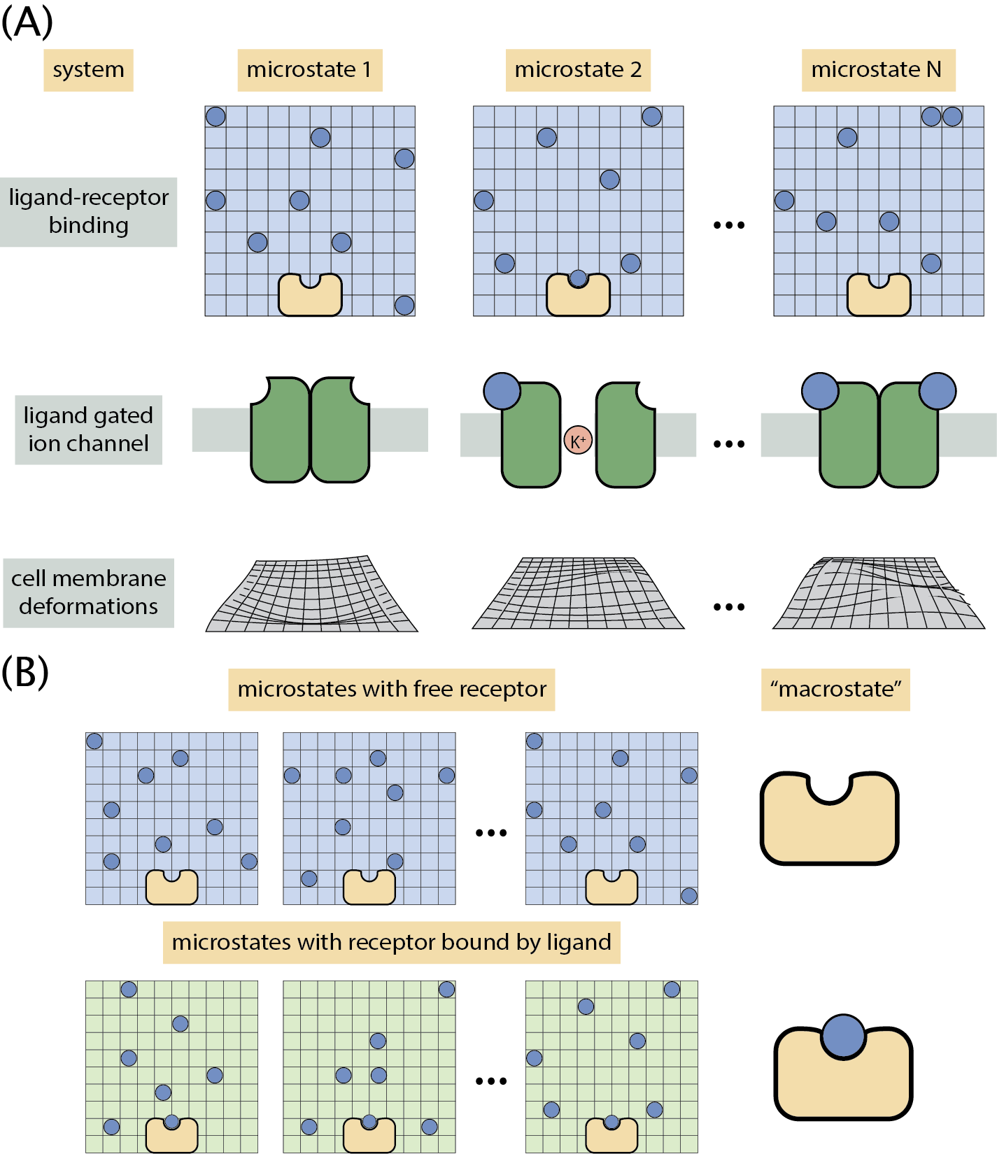 Figure 2: Boltzmann’s law and the definition of a micro- and macrostate. (A) Top panel: ligand-receptor binding microstates. Middle panel: ligand-gated ion channel microstates. Bottom panel: membrane patch deformations. (B) Schematic of the definition of a “macrostate.” In the ligand-receptor binding problem, we ignore all ligand molecules’ spatial configuration and focus on the receptor’s binding state.