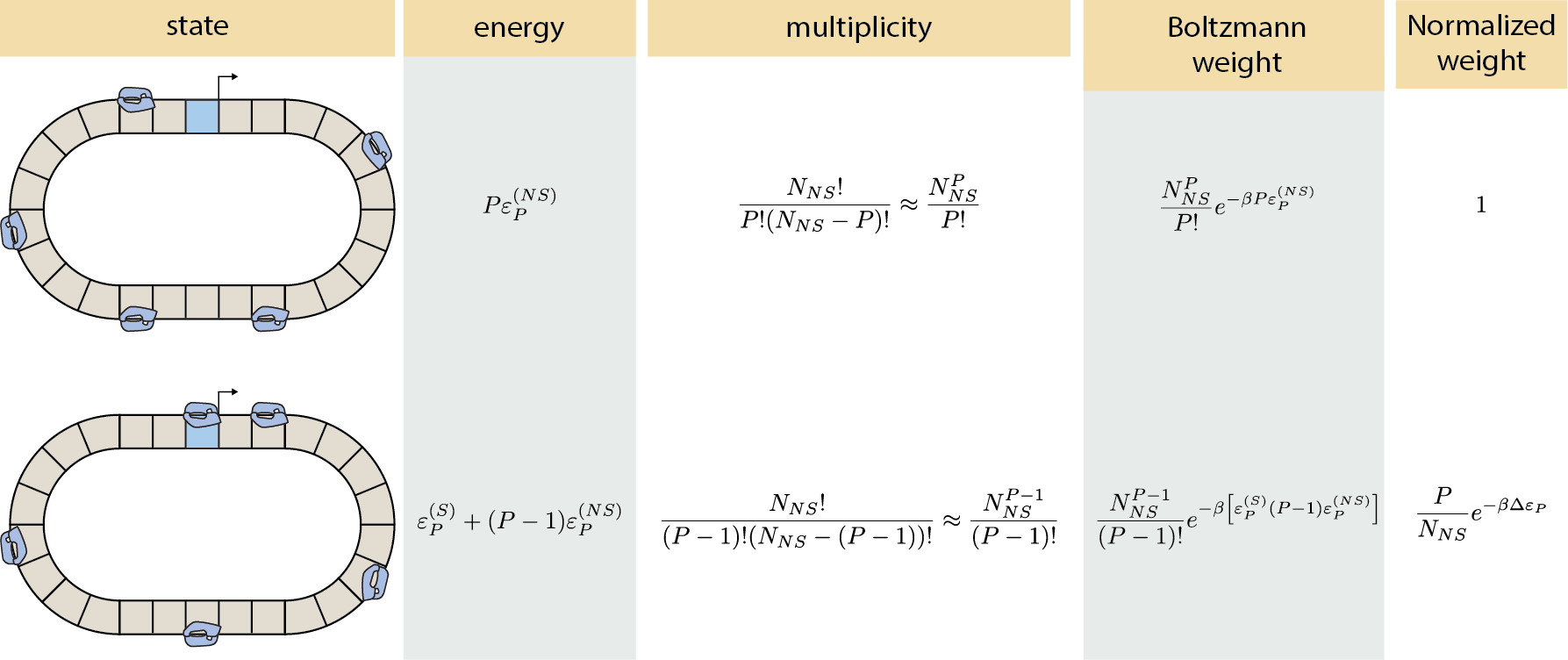 Figure 3: Statistical mechanics protocol for RNAP binding. On a discretized genome, we follow the statistical mechanics’ protocol to compute the Boltzmann weight of each of the relevant microstates. The P available RNAPs are assumed to have two binding configurations: one specific binding to the promoter of interest (with energy \varepsilon_P^{(S)}) and another non-specific to any of the N_{NS} non-specific binding sites (with energy \varepsilon_P^{(NS)}).