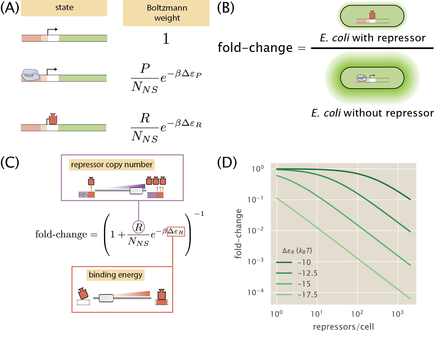 Figure 4: Figure 1 theory in transcriptional regulation. (A) States and (normalized) weights for the simple repression motif. The promoter can be found in three states: 1) empty, 2) bound by an RNAP, 3) bound by a repressor. The same statistical mechanics’ protocol as in Fig. 3 can be used to derive the weights. (B) Schematic of the experimental determination of the fold-change in gene expression. The expression level of a regulated strain is normalized by the expression level of a strain with a repressor’s knock-out. (C) Experimentally accessible knobs predicted from the theoretical model. The number of transcription factors can be tuned by changing the amount of protein produced per mRNA. The binding energy of the repressor can be tuned by mutating the basepairs in the binding site. (D) Fold-change as a function of the repressor copy number for different binding energies. The Python code (ch1_fig04D.py) used to generate part (C) of this figure can be found on the thesis GitHub repository.