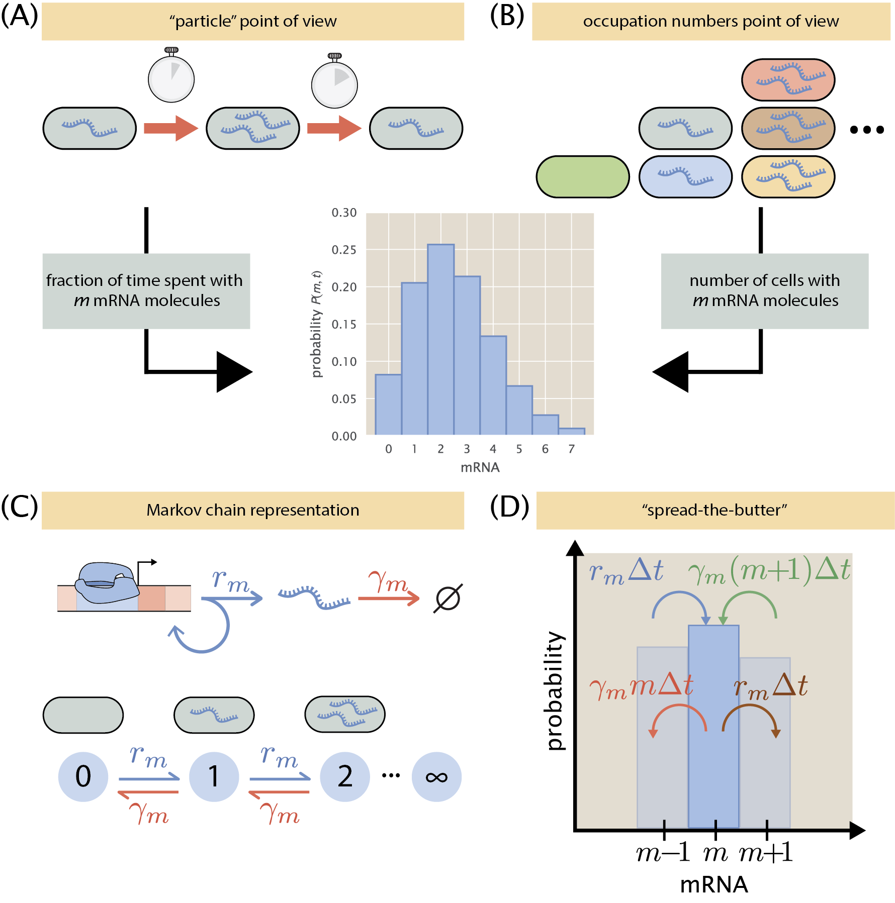 Figure 5: Chemical master equation in gene regulation. (A-B) Different points of view to understand the chemical master equation. (A) From the “particle” point of view, we imagine following the time trajectory of a single cell. The probability P(m, t) of finding a cell with m mRNAs at time t is then proportional to the time this cell spent with this number of molecules. (B) On the occupation number point of view, we imagine observing a large number of isogenic cells (different colors represent the individuality of each cell). The probability P(m,t) is then interpreted as the fraction of the cells representing such copy number exactly at time t. (C) Chemical master equations mathematize the idea of Markov processes. For the case of the unregulated promoter, the Markov process consists of a connection of an infinite number of discrete states that cells can transition between by producing or degrading mRNAs. (D) Spread-the-butter idea. Since probability is conserved, the central bar’s height changes slightly by having in- and outflow of probability mass from the contiguous bins. The Python code (ch1_fig05A.py) used to generate the plot in part (A) of this figure can be found on the thesis GitHub repository.