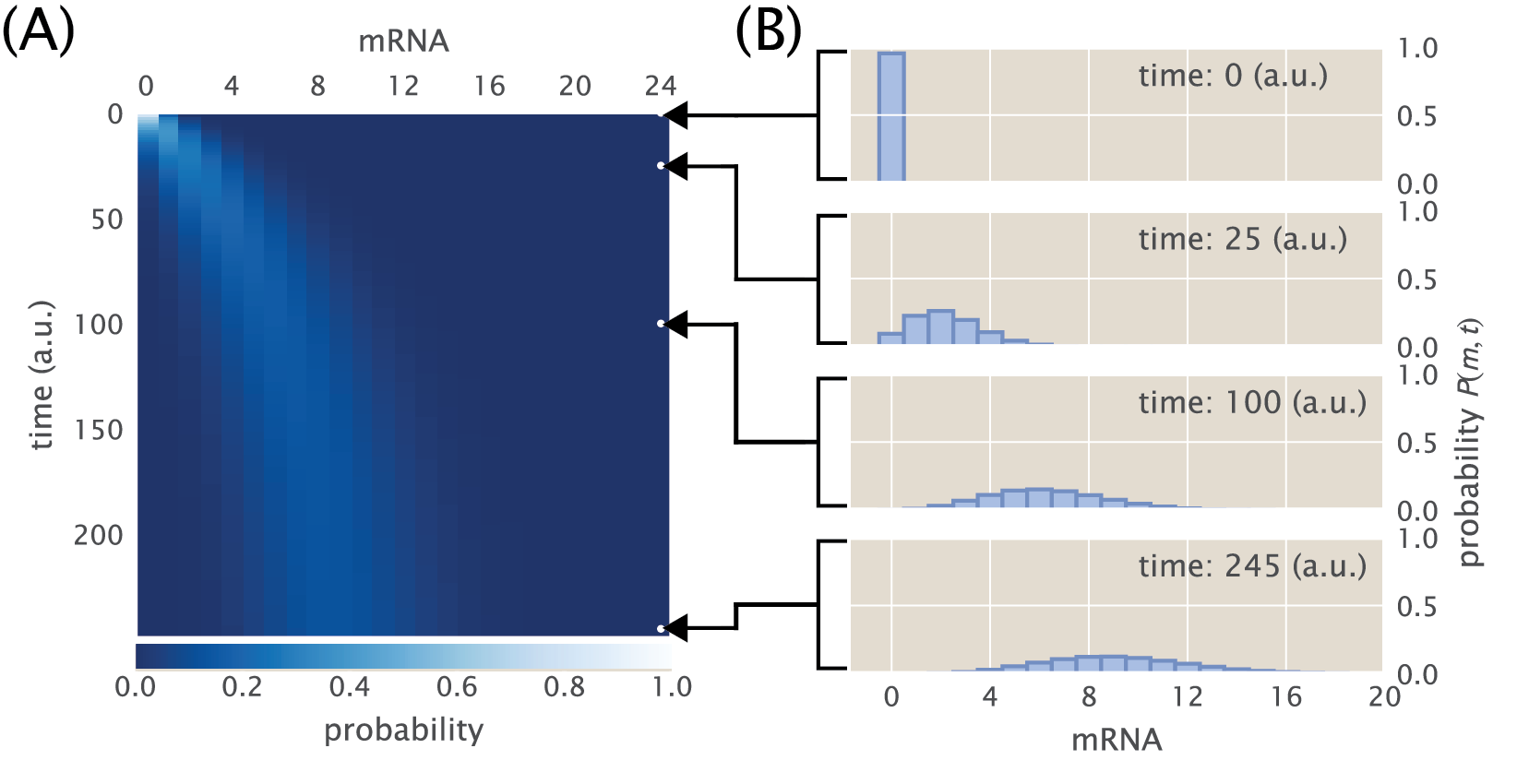 Figure 6: Time evolution of mRNA distribution. (A) Heat map of the time evolution of the mRNA distribution (Eq. \ref{eq:master_simple}) with P(m=0, t=0) = 1, i.e., a delta function at zero mRNAs at time zero. (B) Snapshots of the same time-evolving distribution at different time points. The Python code (ch1_fig06.py) used to generate the plot in part (A) of this figure can be found on the thesis GitHub repository.