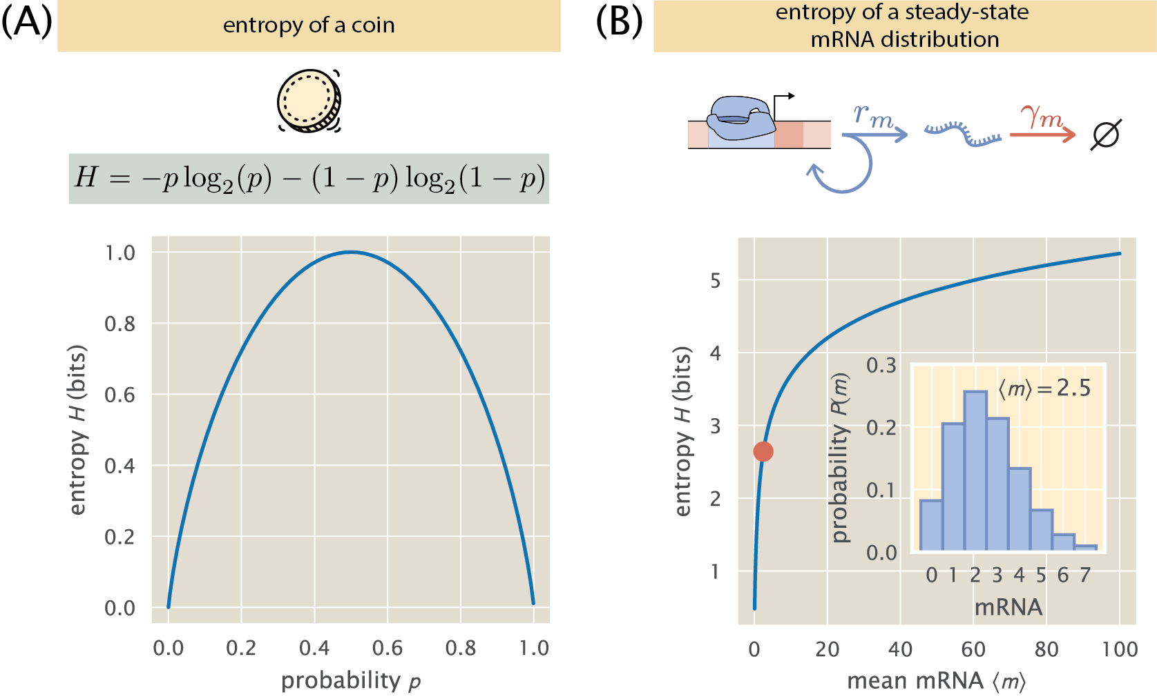 Figure 10: Shannon entropy in action. (A) The entropy of a coin as a function of the probability of heads p. The entropy is maximum when the coin is fair, i.e., p=0.5, meaning that this is the most unpredictable coin one could have. (B) The entropy of the steady-state mRNA distribution as derived in Eq. \ref{eq:mRNA_steady} as a function of the mean mRNA copy number. The point shows the entropy of the distribution shown in the inset. Bot figures use base 2 for the logarithm, resulting in units of bits for the entropy. The Python code (ch1_fig10.py) used to generate this figure can be found on the thesis GitHub repository.