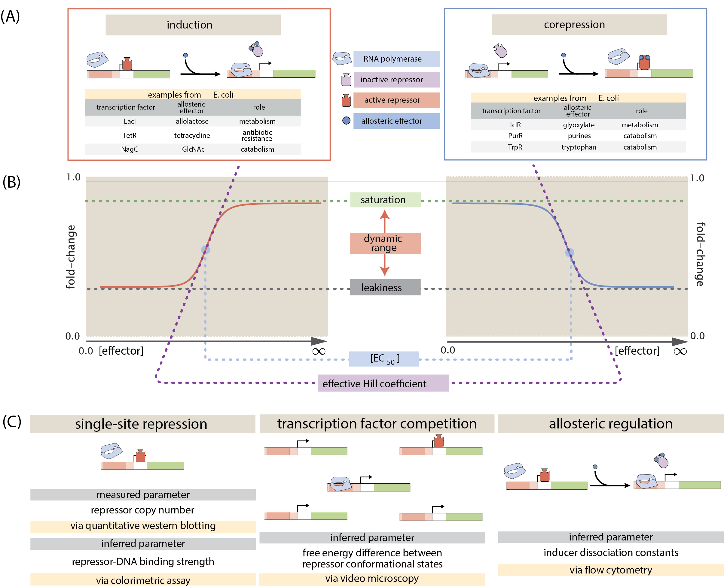 Figure 1: Transcription regulation architectures involving an allosteric repressor. We consider a promoter regulated solely by an allosteric repressor. When bound, the repressor prevents RNAP from binding and initiating transcription. Induction is characterized by the addition of an effector which binds to the repressor and stabilizes the inactive state (defined as the state which has a low affinity for DNA), thereby increasing gene expression. In corepression, the effector stabilizes the repressor’s active state and thus further reduces gene expression. We list several characterized examples of induction and corepression that support different physiological roles in E. coli  [17,18]. A schematic regulatory response of the two architectures shown in Panel plotting the fold-change in gene expression as a function of effector concentration, where fold-change is defined as the ratio of gene expression in the presence versus the absence of repressor. We consider the following key phenotypic properties that describe each response curve: the minimum response (leakiness), the maximum response (saturation), the difference between the maximum and minimum response (dynamic range), the concentration of ligand which generates a fold-change halfway between the minimal and maximal response ([EC_{50}]), and the log-log slope at the midpoint of the response (effective Hill coefficient). (C) Over time, we have refined our understanding of simple repression architectures. A first round of experiments used colorimetric assays and quantitative Western blots to investigate how single-site repression is modified by the repressor copy number and repressor-DNA binding energy  [9]. A second round of experiments used video microscopy to probe how the copy number of the promoter and presence of competing repressor binding sites affect gene expression and we use this data set to determine the free energy difference between the repressor’s inactive and active conformations  [11]. Here we used flow cytometry to determine the inducer-repressor dissociation constants and demonstrate that with these parameters, we can predict a priori the behavior of the system for any repressor copy number, DNA binding energy, gene copy number, and inducer concentration.