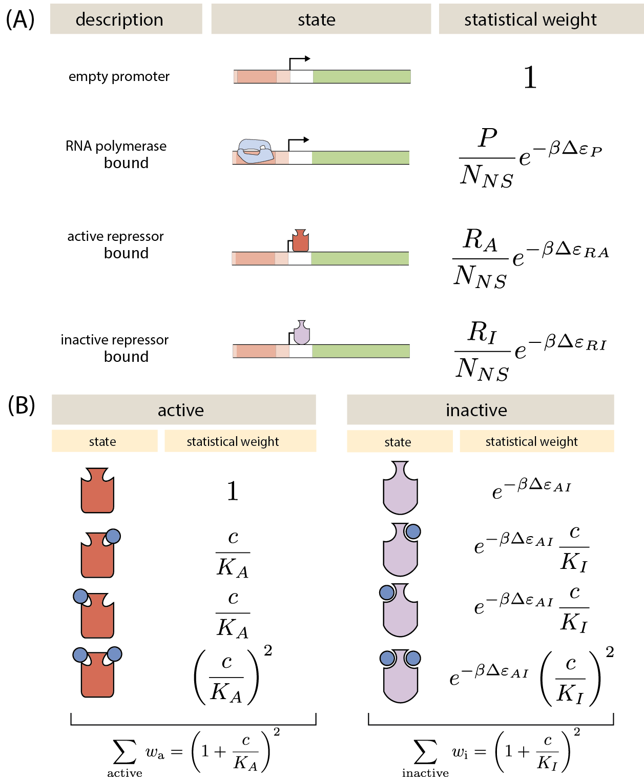 Figure 2: States and weights for the simple repression motif. RNAP (light blue) and a repressor compete for binding to a promoter of interest. There are R_A repressors in the active state (red) and R_I repressors in the inactive state (purple). The difference in energy between a repressor bound to the promoter of interest versus another non-specific site elsewhere on the DNA equals \Delta\varepsilon_{RA} in the active state and \Delta\varepsilon_{RI} in the inactive state; the P RNAP have a corresponding energy difference \Delta\varepsilon_{P} relative to non-specific binding on the DNA. N_{NS} represents the number of non-specific binding sites for both RNAP and repressor. A repressor has an active conformation (red, left column) and an inactive conformation (purple, right column), with the energy difference between these two states given by \Delta \varepsilon_{AI}. The inducer (blue circle) at concentration c can bind to the repressor with dissociation constants K_A in the active state and K_I in the inactive state. The eight states for a dimer with n=2 inducer binding sites are shown along with the sums of the active and inactive states.