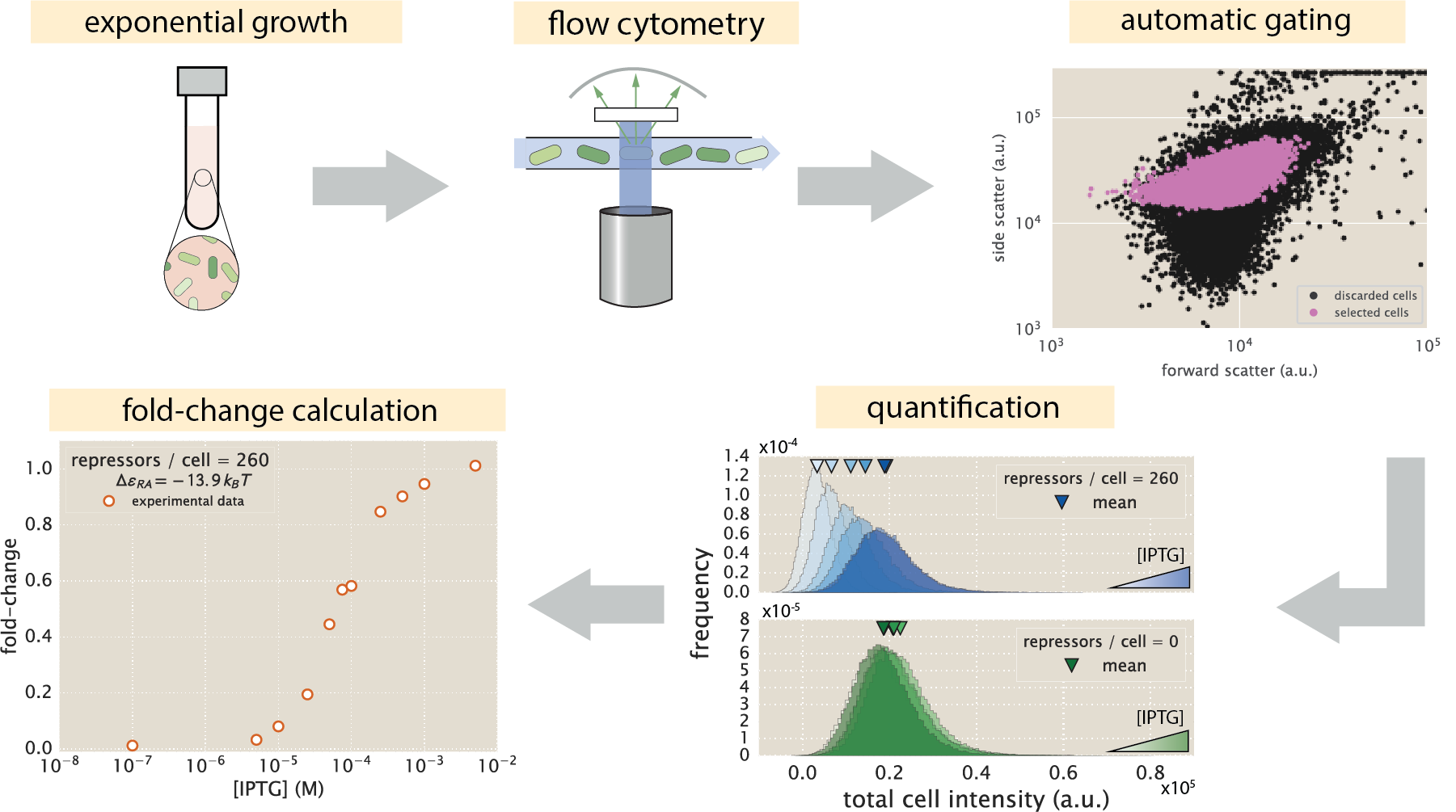 Figure 3: An experimental pipeline for high-throughput fold-change measurements. Cells are grown to an exponential steady-state, and their fluorescence is measured using flow cytometry. Automatic gating methods using forward- and side-scattering are used to ensure that all measurements come from single cells (see Sec. 2.5). Mean expression is then quantified at different IPTG concentrations (top, blue histograms) and for a strain without repressor (bottom, green histograms), which shows no response to IPTG as expected. Fold-change is computed by dividing the mean fluorescence in the presence of repressor by the mean fluorescence in the absence of repressor.