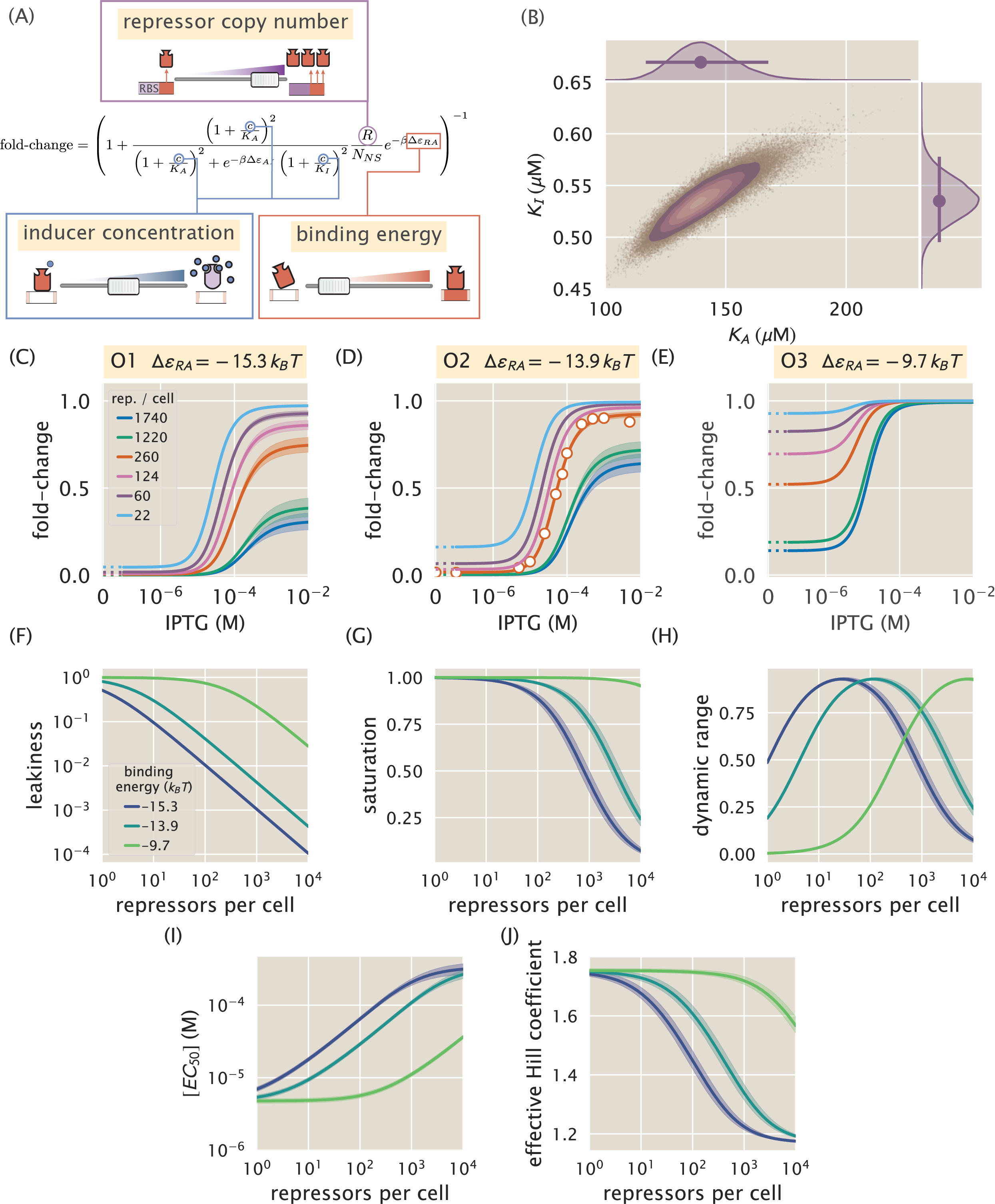 Figure 4: Predicting induction profiles for different biological control parameters. (A) Schematic representation of experimentally accessible variables. Repressor copy number R is tuned by changing the sequence of the ribosomal binding site (RBS), DNA binding energy \Delta\varepsilon_{RA} is controlled via the sequence of the operator, and the inducer concentration c is controlled via a dilution series. (B) Markov Chain Monte Carlo (MCMC) sampling of the posterior distribution of K_A and K_I. Each point corresponds to a single MCMC sample. Distribution on top and right represent the marginal posterior probability distribution over K_A and K_I, respectively. (C)-(E) Predicted induction profiles for strains with various repressor copy numbers and DNA binding energies. White-faced points represent those to which the inducer binding constants K_A and K_I were determined. (F)-(J) Predicted properties of the induction profiles in (C) using parameter values known a priori. The shaded regions denote the 95% credible region. Region between 0 and 10^{-2}\, \muM is scaled linearly with log scaling elsewhere. The Python code (ch2_fig04.py) used to generate this figure can be found on the original paper’s GitHub repository.