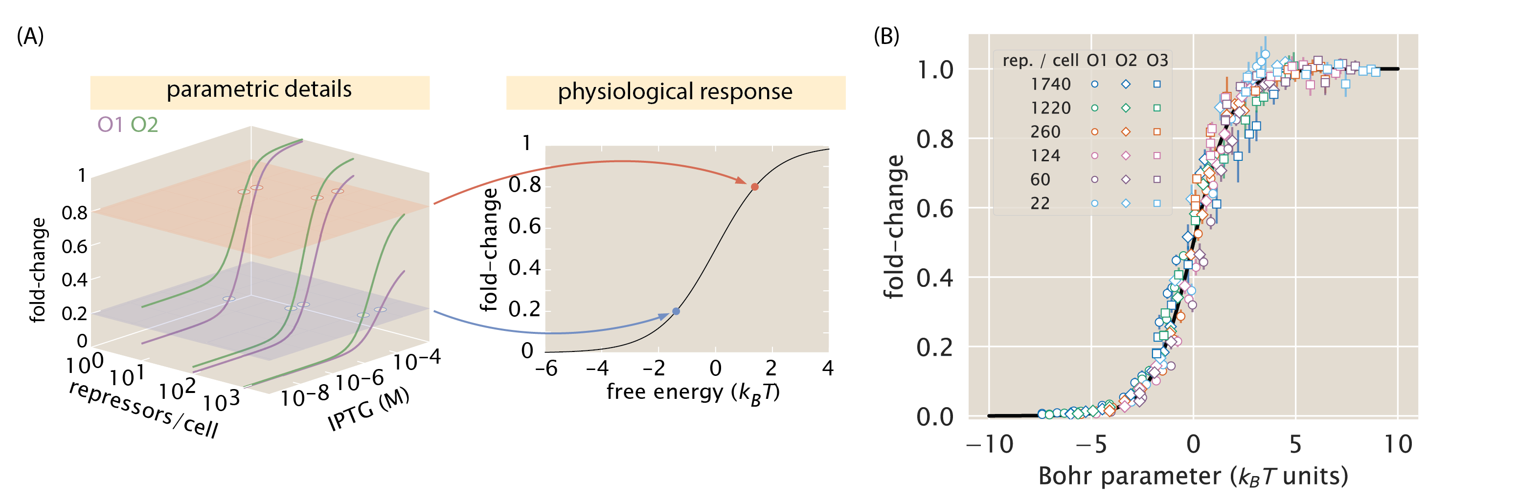 Figure 7: Fold-change data from a broad collection of different strains collapse onto a single master curve. (A) Any combination of parameters can be mapped to a single physiological response (i.e., fold-change) via the free energy, which encompasses the parametric details of the model. (B) Experimental data from collapse onto a single master curve as a function of the free energy Eq. \ref{eq:free_energy_MWC_parameters}. The free energy for each strain was calculated from Eq. \ref{eq:free_energy_MWC_parameters} using n=2, \Delta\varepsilon_{AI}=4.5~k_BT, K_A=139 \times 10^{-6} \, \text{M}, K_I=0.53 \times 10^{-6}\, \text{M}, and the strain-specific R and \Delta\varepsilon_{RA}. All data points represent the mean, and error bars are the standard error of the mean for eight or more replicates. The Python code (ch2_fig07.py) used to generate this figure can be found on the original paper’s GitHub repository.