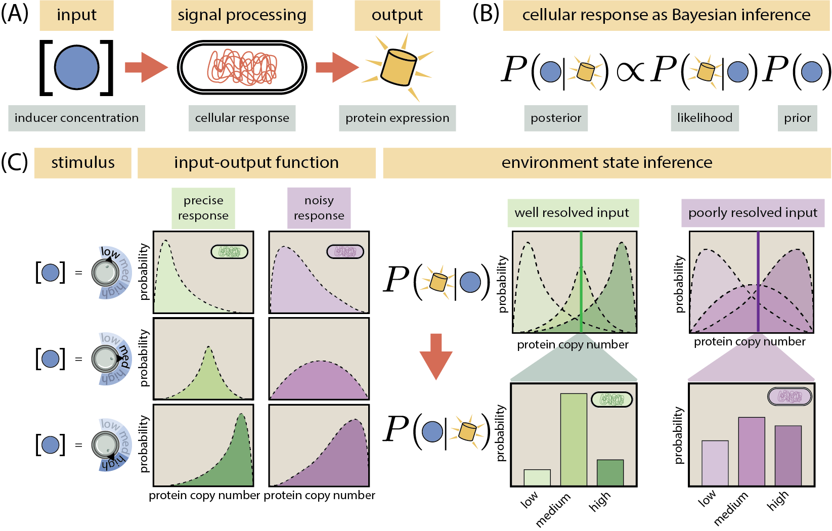 Figure 1: Cellular signaling systems sense the environment with different degrees of precision. (A) Schematic representation of a cell as a noisy communication channel. From an environmental input (inducer molecule concentration) to a phenotypic output (protein expression level), cellular signaling systems can be modeled as noisy communication channels. (B) We treat cellular response to an external stimulus as a Bayesian inference of the state of the environment. As the phenotype (protein level) serves as the internal representation of the environmental state (inducer concentration), the probability of a cell being in a specific environment given this internal representation P(c \mid p) is a function of the probability of the response given that environmental state P(p \mid c). (C) The precision of the inference of the environmental state depends on how well cells can resolve different inputs. For three different input levels (left panel), the green strain responds more precisely than the purple strain since the output distributions overlap less (middle panel). This allows the green strain to make a more precise inference of the environmental state given a phenotypic response (right panel).