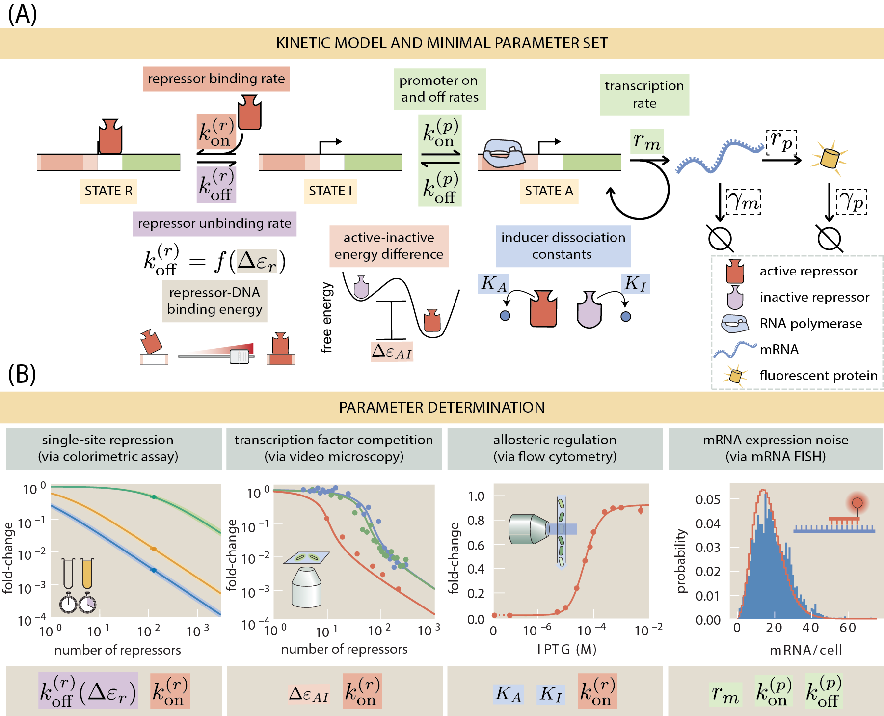 Figure 2: Minimal kinetic model of transcriptional regulation for a simple repression architecture. (A) Three-state promoter stochastic model of transcriptional regulation by a repressor. The regulation by the repressor occurs via exclusion of the transcription initiation machinery, not allowing the promoter to transition to the transcriptionally active state. All parameters highlighted with colored boxes were determined from published datasets based on the same genetic circuit. Parameters in dashed boxes were taken directly from values reported in the literature or adjusted to satisfy known biological restrictions. (B) Data sets used to infer the parameter values. From left to right, Garcia & Phillips  [20] is used to determine k^{(r)}_{\text{off}} and k^{(r)}_{\text{on}}, Brewster et al.  [26] is used to determine \Delta\varepsilon_{AI} and k^{(r)}_{\text{on}}, Razo-Mejia et al.  [27] is used to determine K_A, K_I, and k^{(r)}_{\text{on}}, and Jones et al.  [25] is used to determine r_m, k^{(p)}_{\text{on}}, and k^{(p)}_{\text{off}}.