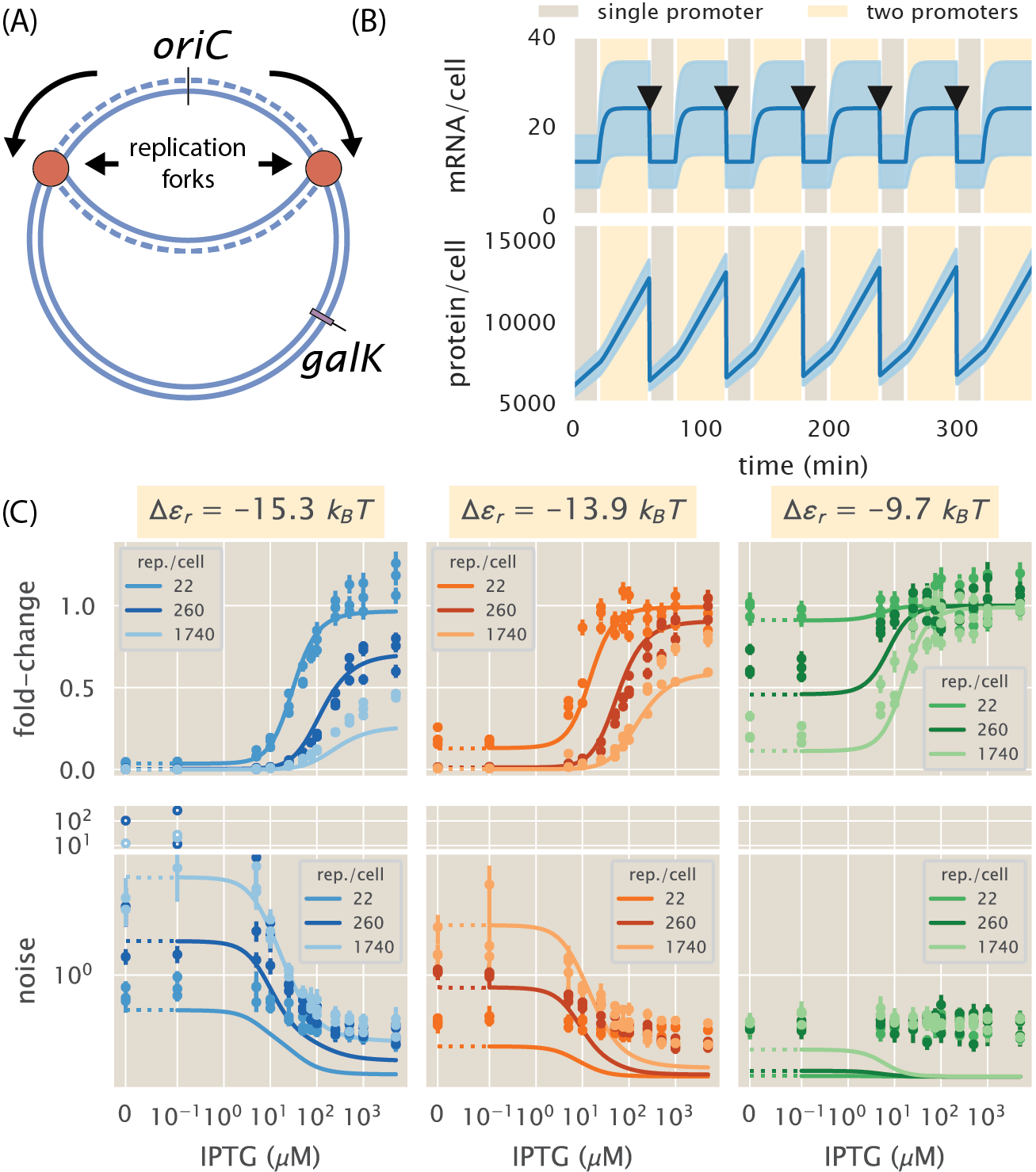 Figure 3: Accounting for gene copy number variability during the cell cycle. (A) Schematic of a replicating bacterial genome. As cells progress through the cell cycle, the genome is replicated, duplicating gene copies for a fraction of the cell cycle before the cell divides. oriC indicates the replication origin, and galK indicates the locus at which the YFP reporter construct was integrated. (B) mean (solid line) \pm standard deviation (shaded region) for the mRNA (upper panel) and protein (lower panel) dynamics. Cells spend a fraction of the cell cycle with a single copy of the promoter (light brown) and the rest of the cell cycle with two copies (light yellow). Black arrows indicate the time of cell division. (C) Zero parameter-fit predictions (lines) and experimental data (circles) of the gene expression fold-change (upper row) and noise (lower row) for repressor binding sites with different affinities (different columns) and different repressor copy numbers per cell (different lines on each panel). Error bars in data represent the 95% confidence interval on the quantities as computed from 10,000 bootstrap estimates generated from > 500 single-cell fluorescence measurements. In the theory curves, dotted lines indicate plot in linear scale to include zero, while solid lines indicate logarithmic scale. For visual clarity, data points in the noise panel with exceptionally large values coming from highly repressed strains are plotted on a separate panel. The Python code used to generate part (B) (ch3_fig03B.py) and part (C) (ch3_fig03C.py) of this figure can be found on the original paper’s GitHub repository.