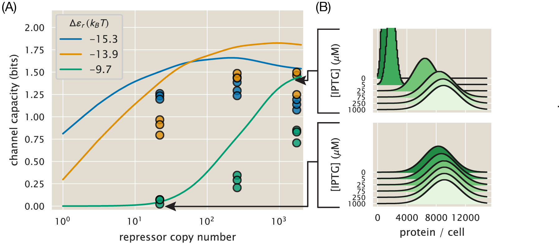 Figure 5: Comparison of theoretical and experimental channel capacity. (A) Channel capacity as inferred using the Blahut-Arimoto algorithm  [44] for varying number of repressors and repressor-DNA affinities. All inferences were performed using 12 IPTG concentrations as detailed in the Methods. Curves represent zero-parameter fit predictions made with the maximum entropy distributions as shown in Fig. 4. Points represent inferences made from single-cell fluorescence distributions (see Sec. 5.7 for further details). Theoretical curves were smoothed using a Gaussian kernel to remove numerical precision errors. (B) Example input-output functions in opposite limits of channel capacity. The lower panel illustrates that zero channel capacity indicates that all distributions overlap. The upper panel illustrates that as the channel capacity increases, the separation between distributions increases as well. Arrows point to the corresponding channel capacity computed from the predicted distributions. The Python code used to generate part (A) (ch3_fig05A.py) and part (B) (ch3_fig04B.py) of this figure can be found on the original paper’s GitHub repository.