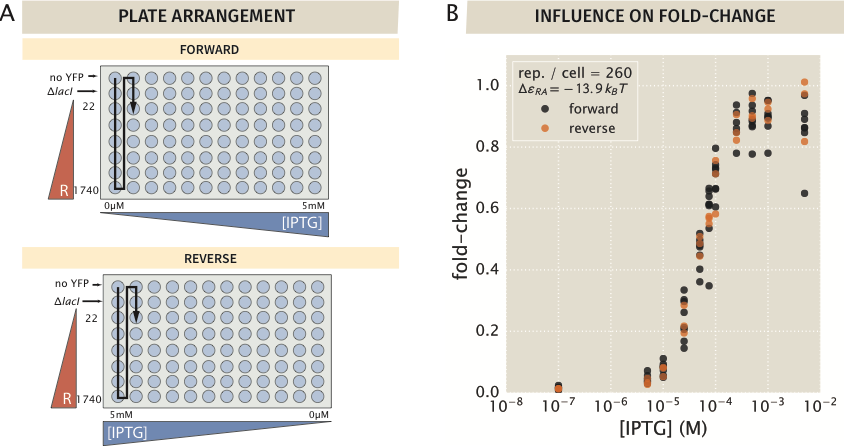 Figure 8: Plate arrangements for flow cytometry. (A) Samples were measured primarily in the forward arrangement with a subset of samples measured in reverse. The black arrow indicates the order in which samples were processed by the flow cytometer. (B) The experimentally measured fold-change values for the two sets of plate arrangements show that samples measured in the forward arrangement appear to be indistinguishable from those measured in reverse order.