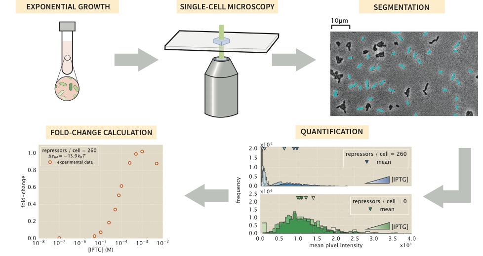 Figure 11: Experimental workflow for single-cell microscopy. For comparison with the flow cytometry results, the cells were grown in an identical manner to those described in Chapter 2. Once cells had reached mid to late exponential growth, the cultures were diluted and placed on agarose substrates and imaged under 100\times magnification. Regions of interest representing cellular mass were segmented, and average single-cell intensities were computed. The means of the distributions were used to compute the fold-change in gene expression.