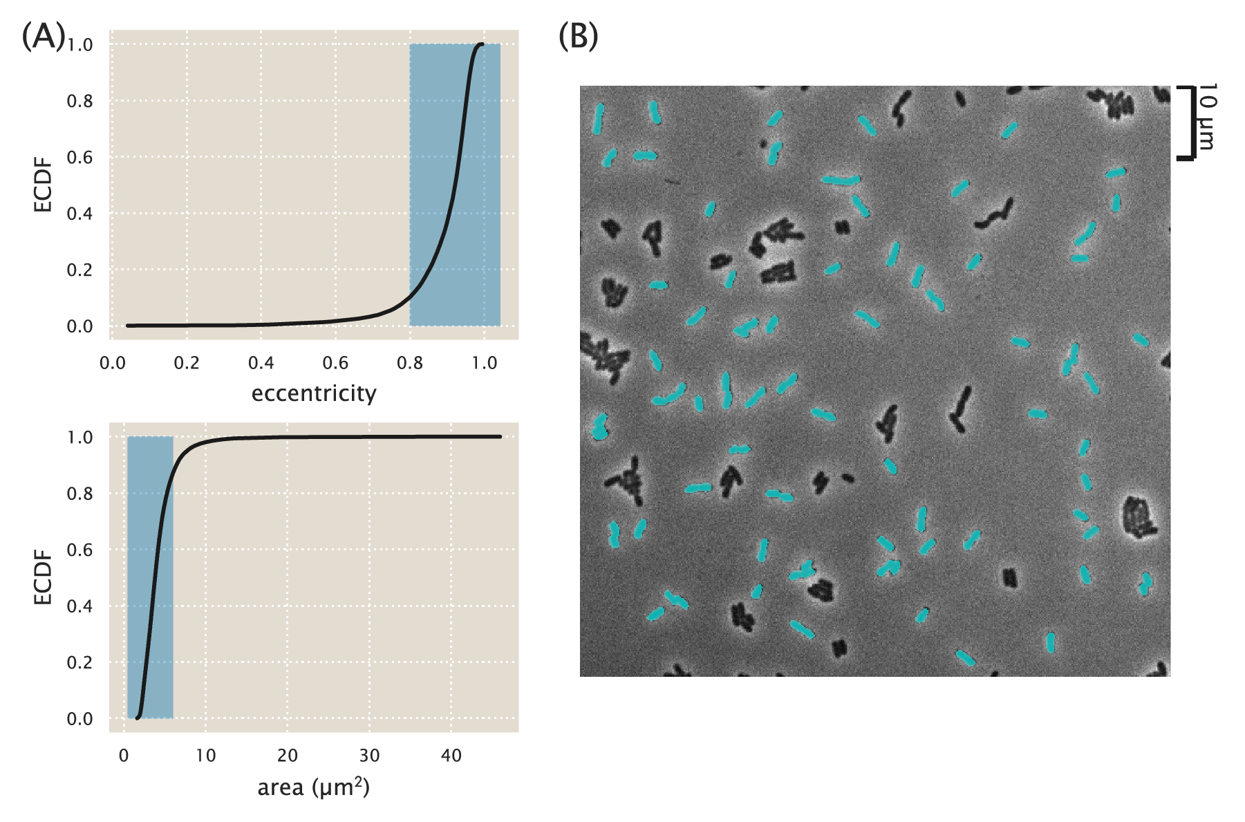 Figure 13: Segmentation of single bacterial cells. Objects were selected if they had an eccentricity greater than 0.8 and an area between 0.5\,\mu\text{m}^2 and 6\,\mu\text{m}^2. Highlighted in blue are the regions considered to be representative of single cells. The black lines correspond to the empirical cumulative distribution functions for the parameter of interest. A representative final segmentation mask is shown in which segmented cells are depicted in cyan over the phase contrast image.