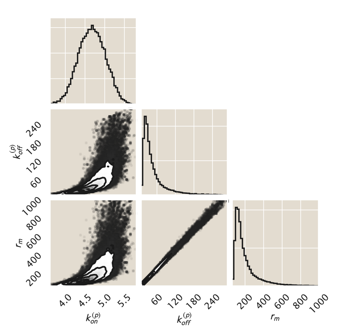 Figure 2: MCMC posterior distribution. Sampling out of Eq. \ref{eq:bayes_sample}, the plot shows 2D and 1D projections of the 3D parameter space. The parameter values are (in units of the mRNA degradation rate \gamma _m) k^{(p)}_{\text{on}} = 4.3^{+1}_{-0.3}, k^{(p)}_{\text{off}} = 18.8^{+120}_{-10} and r_m = 103.8^{+423}_{-37} which are the modes of their respective distributions, where the superscripts and subscripts represent the upper and lower bounds of the 95^\text{th} percentile of the parameter value distributions. The Python code (ch5_fig02.py) used to generate this figure can be found on the original paper’s GitHub repository.