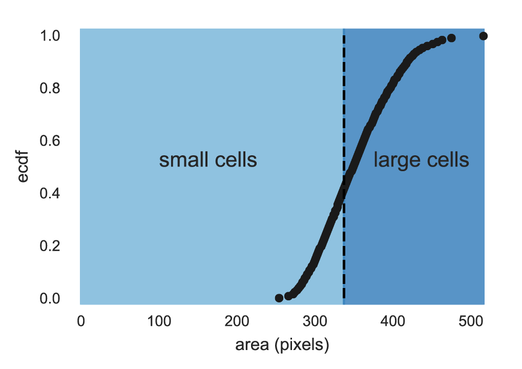 Figure 4: Separation of cells based on cell size. Using the area as a proxy for position in the cell cycle, cells can be sorted into two groups—small cells (with one promoter copy) and large cells (with two promoter copies). The vertical black line delimits the threshold that divides both groups as weighted by Eq. \ref{eq:cell_cycle_dist}. The Python code (ch5_fig04.py) used to generate this figure can be found on the original paper’s GitHub repository.