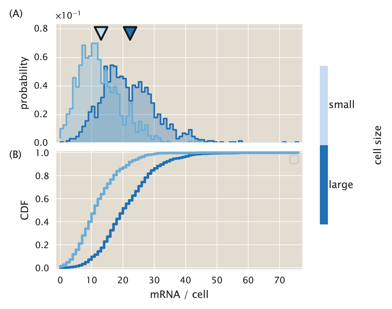 Figure 5: mRNA distribution for small and large cells. (A) histogram and (B) the cumulative distribution function of the small and large cells as determined in Fig. 4. The triangles above histograms in (A) indicate the mean mRNA copy number for each group. The Python code (ch5_fig05.py) used to generate this figure can be found on the original paper’s GitHub repository.