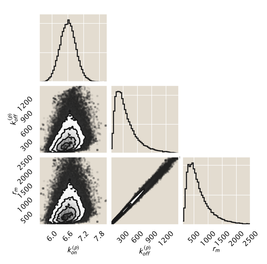 Figure 6: MCMC posterior distribution for a multi-promoter model. Sampling out of Eq. \ref{eq:bayes_sample_double}, the plot shows 2D and 1D projections of the 3D parameter space. The parameter values are (in units of the mRNA degradation rate \gamma _m) k^{(p)}_{\text{on}} = 6.4^{+0.8}_{-0.4}, k^{(p)}_{\text{off}} = 132^{+737}_{-75} and r_m = 257^{+1307}_{-132} which are the modes of their respective distributions, where the superscripts and subscripts represent the upper and lower bounds of the 95^\text{th} percentile of the parameter value distributions. The sampling was bounded to values < 1000 for numerical stability when computing the confluent hypergeometric function. The Python code (ch5_fig06.py) used to generate this figure can be found on the original paper’s GitHub repository.