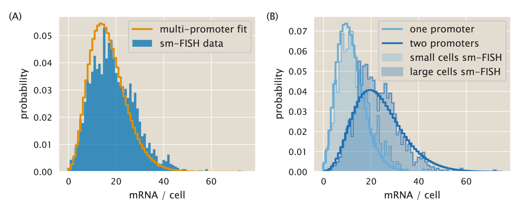 Figure 7: Experimental vs. theoretical distribution of mRNA per cell using parameters for multi-promoter model. (A) Solid line shows the result of using Eq. \ref{eq:prob_multipromoter} with the parameters inferred by sampling Eq. \ref{eq:bayes_sample_double}. Blue bars are the same data as Fig. 1 from  [4]. (B) Split distributions of small cells (light blue bars) and large cells (dark blue) with the corresponding theoretical predictions with transcription rate r_m (light blue line) and transcription rate 2 r_m (dark blue line). The Python code (ch5_fig07.py) used to generate this figure can be found on the original paper’s GitHub repository.