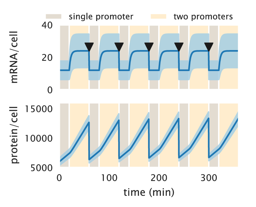 Figure 8: First and second moment dynamics over the cell cycle. Mean \pm standard deviation mRNA (upper panel) and mean \pm standard deviation protein copy number (lower panel) as the cell cycle progresses. The dark shaded region delimits the fraction of the cell cycle that cells spend with a single copy of the promoter. The light-shaded region delimits the fraction of the cell cycle that cells spend with two copies of the promoter. For a 100 min doubling time at the galK locus, cells spend 60% of the time with one copy of the promoter and the rest with two copies. The Python code (ch5_fig08.py) used to generate this figure can be found on the original paper’s GitHub repository.