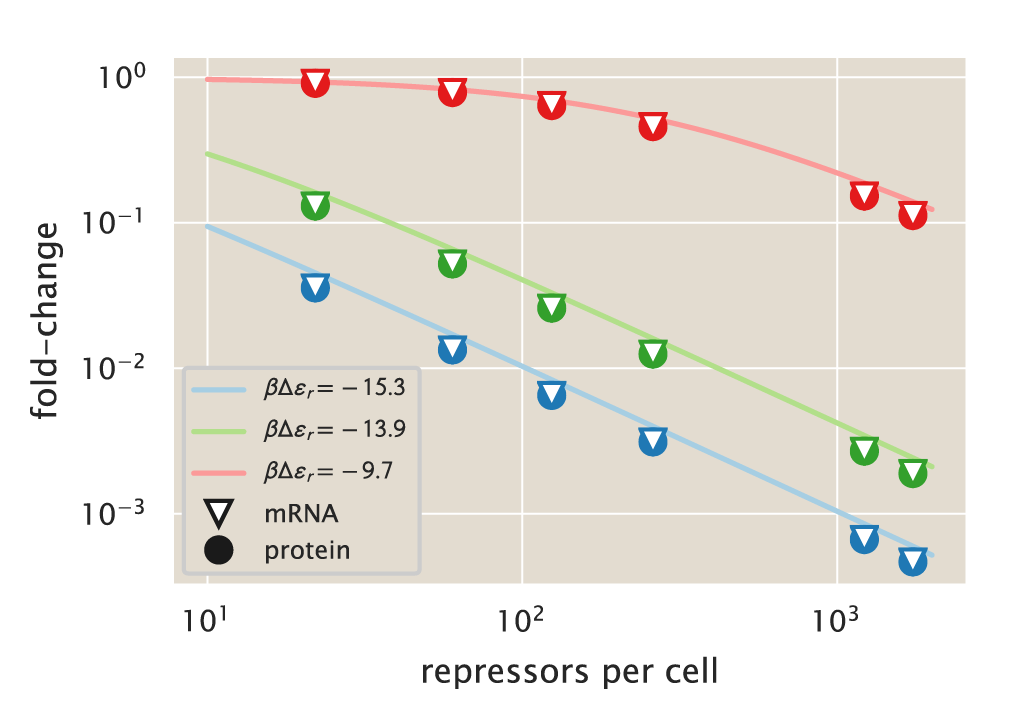 Figure 9: Comparison of the equilibrium and kinetic repressor titration predictions. The equilibrium model (solid lines) and the kinetic model with variation over the cell cycle (solid circles and white triangles) predictions are compared for varying repressor copy numbers and operator binding energy. The equilibrium model is directly computed from Eq. \ref{seq_fold_change_thermo}, while the kinetic model is computed by numerically integrating the moment equations over several cell cycles, and then averaging over the extent of the cell cycle as defined in Eq. \ref{seq_moment_avg} . The Python code (ch5_fig09.py) used to generate this figure can be found on the original paper’s GitHub repository.