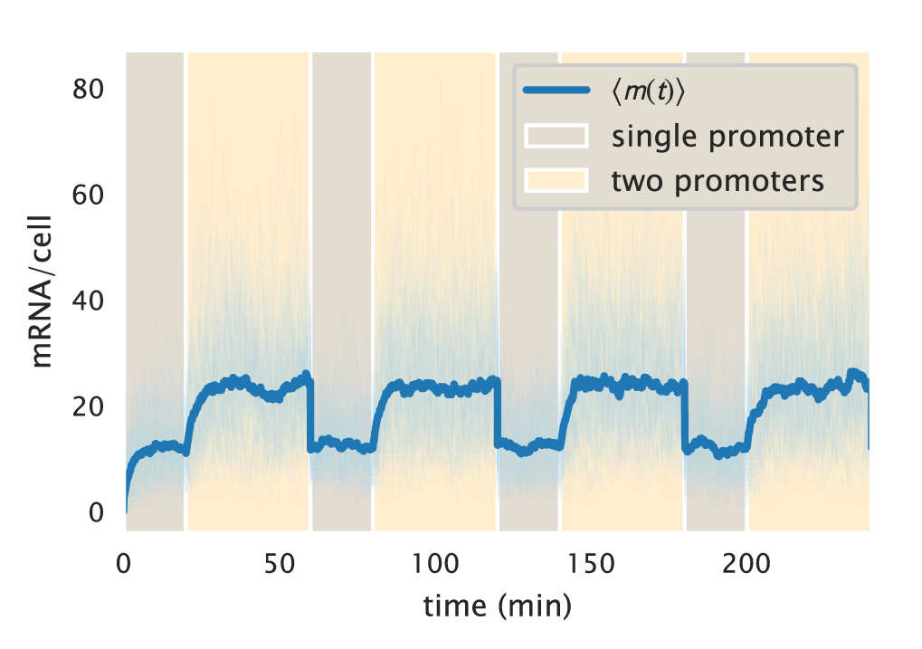 Figure 20: Stochastic trajectories of mRNA counts. 100 stochastic trajectories generated with the Gillespie algorithm for mRNA counts over time for a two-state unregulated promoter. Cells spend a fraction of the cell cycle with a single copy of the promoter (light brown) and the rest of the cell cycle with two copies (light yellow). When trajectories reach a new cell cycle, the mRNA counts undergo binomial partitioning to simulate the cell division. The Python code (ch5_fig20.py) used to generate this figure can be found on the original paper’s GitHub repository.