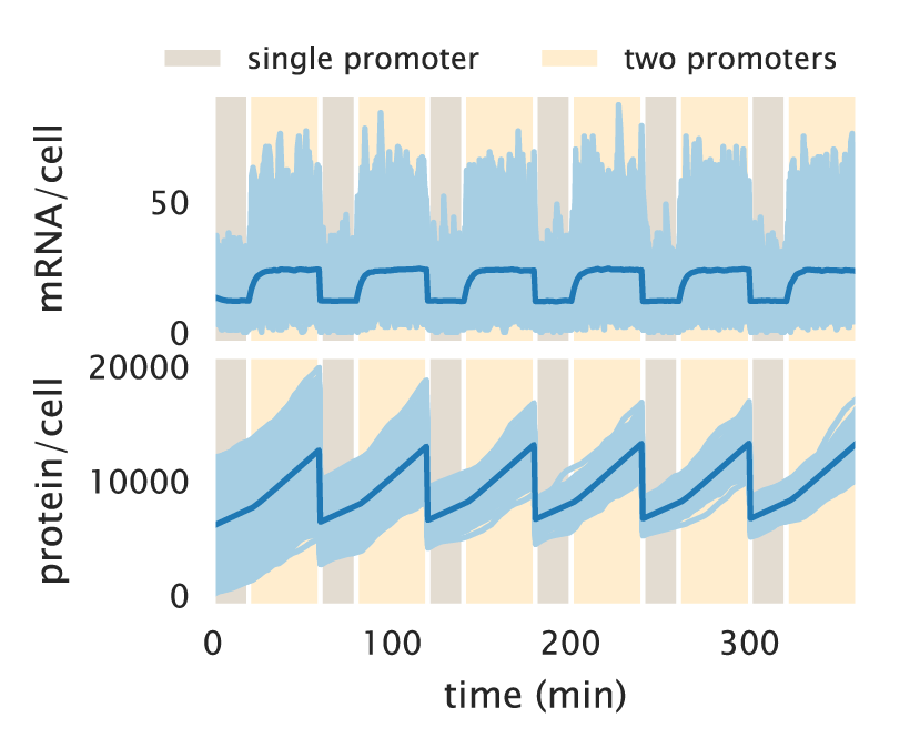 Figure 22: Stochastic trajectories of mRNA and protein counts. 2500 protein counts over time for a two-state unregulated promoter. Cells spend a fraction of the cell cycle with a single copy of the promoter (light brown) and the rest of the cell cycle with two copies (light yellow). When trajectories reach a new cell cycle, the molecule counts undergo binomial partitioning to simulate the cell division. The Python code (ch5_fig22.py) used to generate this figure can be found on the original paper’s GitHub repository..