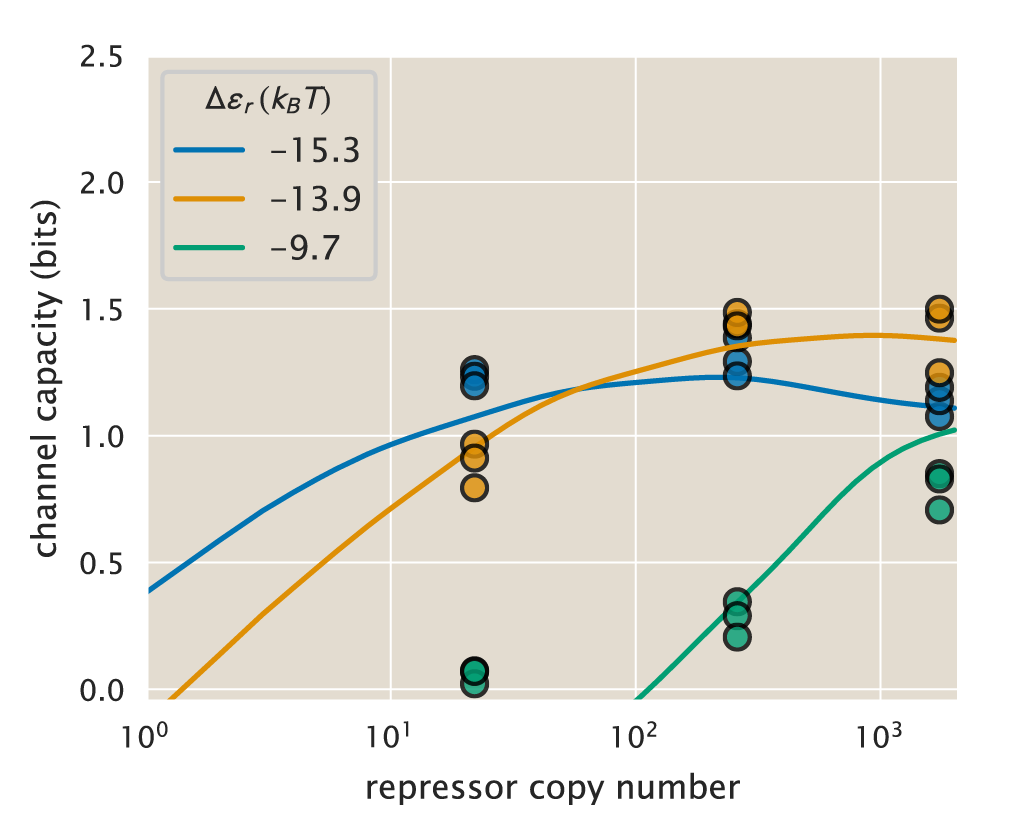 Figure 34: Additive correction factor for channel capacity. Solid lines represent the theoretical predictions of the channel capacity shown in (A). The dashed lines show the resulting predictions with a constant shift of -0.43 bits. Points represent single biological replicas of the inferred channel capacity. The Python code (ch5_fig34.py) used to generate this figure can be found on the original paper’s GitHub repository.