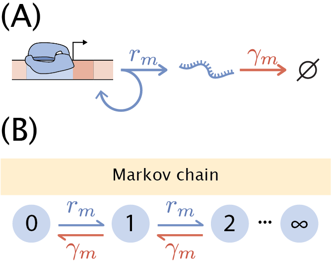 Figure 35: One-state Poisson promoter. (A) Schematic of the kinetics of the one-state promoter. mRNA is produced and degrade stochastically with a rate r_m and \gamma_m, respectively. (B) Representation of the Markov chain for the state space that the promoter can be. The distribution P(m, t) represents the probability of having a certain discrete number of mRNA m at time t. The transition between states depends on the previously mentioned rates.