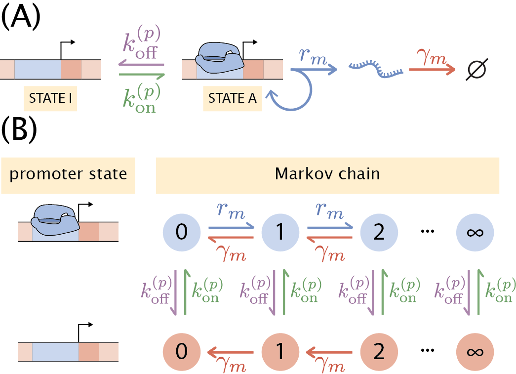 Figure 36: Two-state Poisson promoter. (A) Schematic of the kinetics of the two-state promoter. The promoter is imagined to exist in two states—a transcriptionally active state A and an inactive state I. The transition between these states is governed by the rates k^{(p)}_{\text{on}} and k^{(p)}_{\text{off}} mRNA is produced and degrade stochastically with a rate r_m and \gamma_m, respectively. (B) Representation of the Markov chain for the state space that the promoter can be in. The distribution P(m, t) represents the probability of having a certain discrete number of mRNA m at time t. The transition between states depends on the previously mentioned rates.