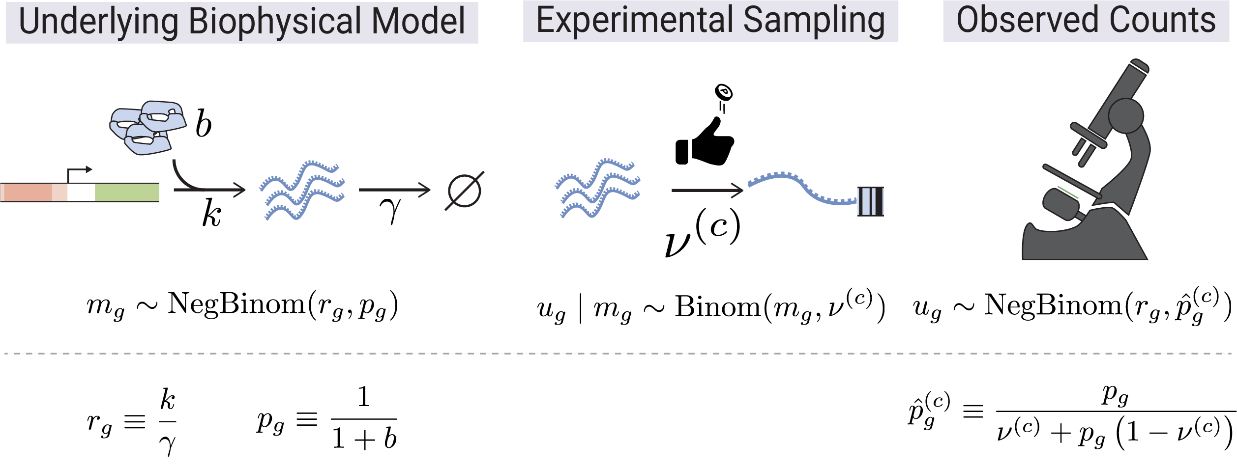 SCRIBE Generative Model